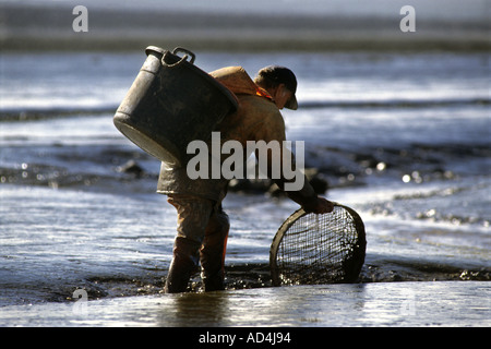 BRENDAN SELLICK L'ultimo pescatore di gamberi utilizzando un cavallo di fango sulle velme di Bridgwater Bay SOMERSET REGNO UNITO Foto Stock