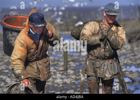 BRENDAN SELLICK L ULTIMO pescatore di gamberi utilizzando un cavallo di fango IN BRIDGWATER BAY SOMERSET REGNO UNITO CON IL GENERO KIERAN KELLY Foto Stock