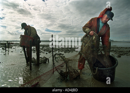 BRENDAN SELLICK R L'ultimo pescatore di gamberi utilizzando un cavallo di fango IN BRIDGWATER BAY SOMERSET REGNO UNITO CON IL GENERO KIERAN KELLY Foto Stock