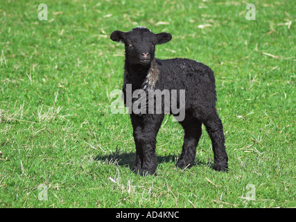 Un giorno il vecchio agnello in una fattoria in Langdale in Inghilterra del Lake District Foto Stock