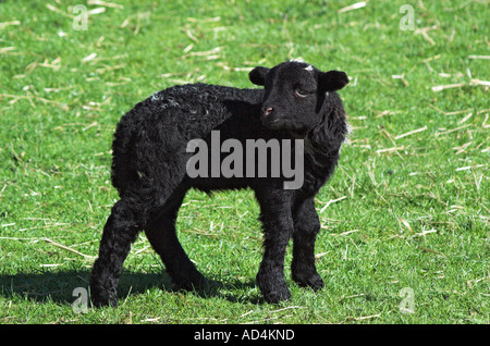 Un giorno il vecchio agnello in una fattoria in Langdale in Inghilterra del Lake District Foto Stock