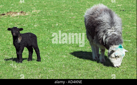 Un giorno il vecchio di agnello e di sua madre in una fattoria in Langdale in Inghilterra del Lake District Foto Stock