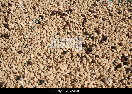 Ade 286 asciugando i chicchi di caffè Foto Stock