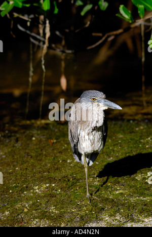 I capretti giallo coronata nitticora Nyctanassa violacea Ding Darling NWR Sanibel Island Florida USA Foto Stock