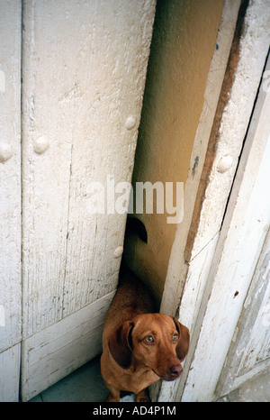 Un cane marrone in una porta Foto Stock