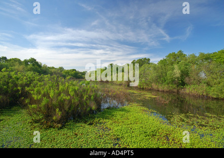 Le zone umide vicino al fiume Cosumnes Nature Preserve vicino a Elk Grove California Foto Stock