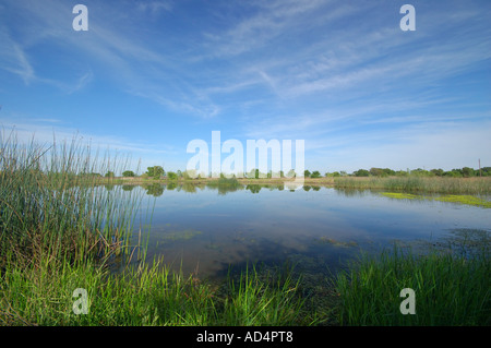 Le zone umide vicino al fiume Cosumnes Nature Preserve vicino a Elk Grove California Foto Stock