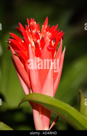 Fiore rosso di bromeliade, Billbergia piramidalis Foto Stock