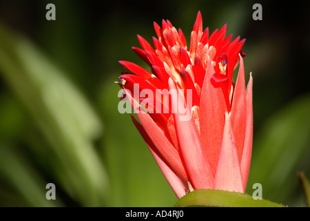 Fiore rosso di bromeliade, Billbergia piramidalis Foto Stock