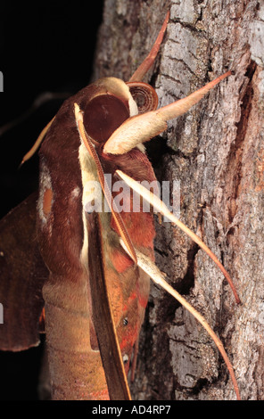 Hawkmoth che mostra la testa antenne e proboscide Foto Stock