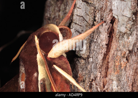 Faccia Hawkmoth mostrando l'occhio antenne e proboscide Foto Stock