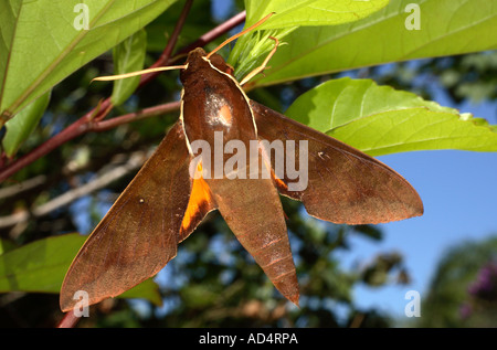 Hawkmoth mostra una cicatrice sul retro Foto Stock