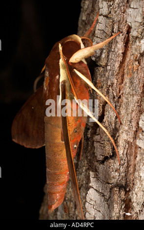 Hawkmoth mostrando le antenne e la proboscide Foto Stock