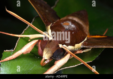 White-Brow Hawkmoth, Gnathothlibus erotus, closeup che mostra la testa antenne e proboscide Foto Stock
