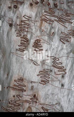 Scribbly Gum Moth larvae, Ogmograptis scribula, su una Ghost Gum Tree Trunk, Coffs Harbour, NSW, Australia Foto Stock