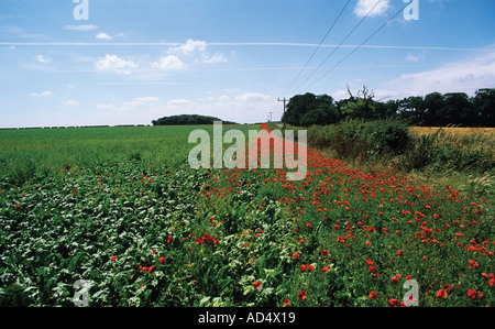 Striscia di campo rosso papavero da siepe fornendo un ampio ambiente naturale oltre a moderni campo coltivato Norfolk Foto Stock