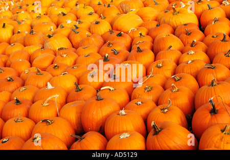 Sullo sfondo di un autunno zucche Foto Stock