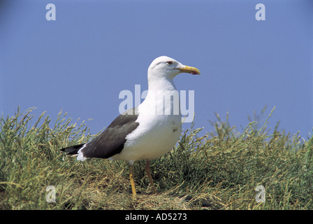 Lesser Black Backed Gull sull isola di pinzatura Foto Stock