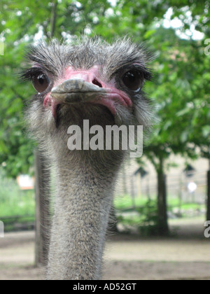 Ritratto di uno struzzo Foto Stock