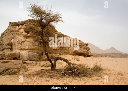 Acacia a wadi, Karkha Tahl, deserto del Sahara. L'Egitto. Foto Stock