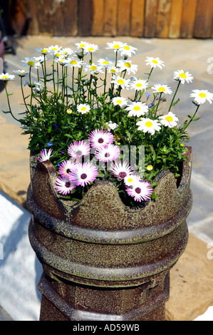 Fiori che crescono nel vecchio comignolo Foto Stock