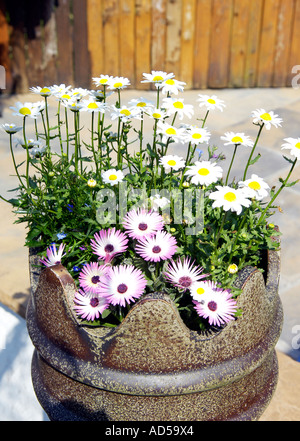 Fiori che crescono nel vecchio comignolo Foto Stock