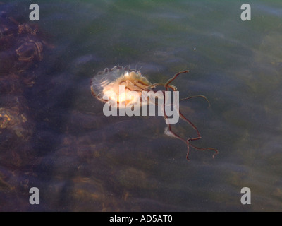 Compass Medusa Chrysaora hyoscella westcoast dello Jutland in Danimarca Foto Stock