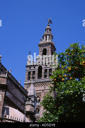 La Giralda e alberi di arancio Siviglia Andalusia Spagna Foto Stock