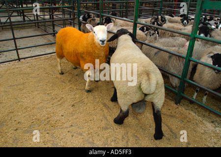 Il paese del nord Cheviot e nero di fronte Suffolk rams nello stesso tenendo pen al mensile locale magazzino di vendita Foto Stock