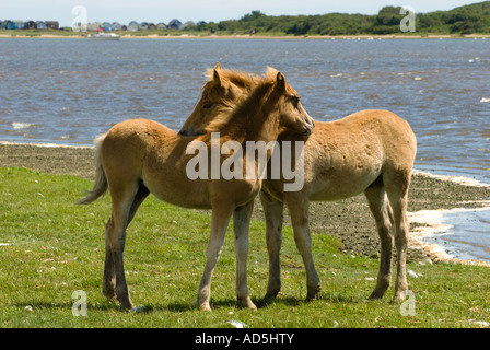 Due puledri nuzzling Foto Stock