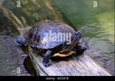 Una tartaruga dipinta su un log Foto Stock