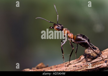 Legno formica rufa impennarsi sul larice ramoscello Maulden legno Bedfordshire Foto Stock