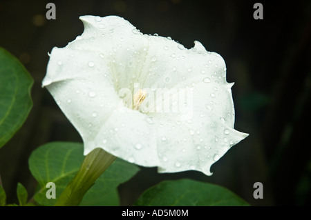 Primo piano di un fiore di Datura inoxia (D. innoxia,) appena dopo una pioggia. Spazio per la copia. Macchina fotografica: Nikon D2x. Foto Stock