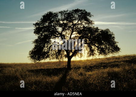 California quercia al tramonto Foto Stock