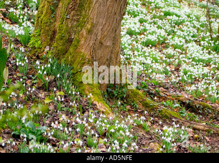 Tree Bucaneve fiore bianco, bosco, campagna, molla Foto Stock