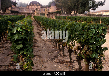 Chateau Malle Sauternes è un tipo di vino da dessert Sauternais la regione della sezione di tombe nel ben noto Bordeaux Foto Stock