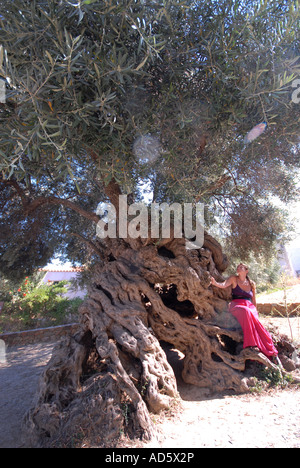 Creta tre mila anni vecchio Olivo in Ano Vouves nella provincia di Hania Foto Stock