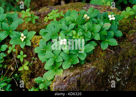 Dwarf Sanguinello cresce su un marciume moncone. Foto Stock