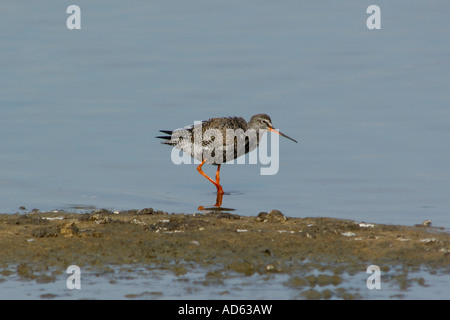 I capretti Spotted Redshank Tringa erythropus in Dorset wildlife trust riserva naturale su Brownsea Island Foto Stock