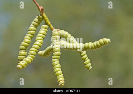 Screwbean Mesquite Prosopis pubescens Tucson in Arizona Stati Uniti 15 giugno Fabaceae Foto Stock
