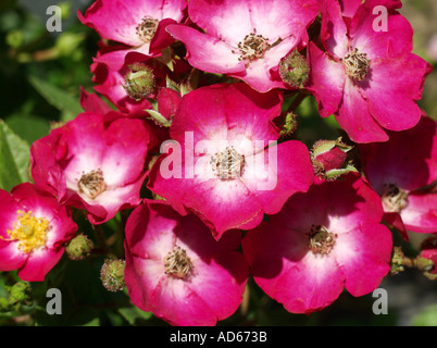 Wild Rose Rosa hybr Foto Stock