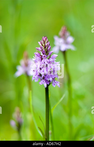 Dactylorhiza fuchsii. Common spotted orchidee in un prato inglese Foto Stock