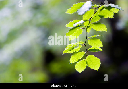 Appendere le foglie di faggio in presenza di luce solare. Scozia Foto Stock