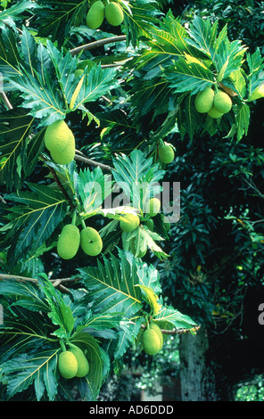 Polinesia francese Isole Marchesi arcipelago Nuku Hiva isola albero l'albero del pane Foto Stock