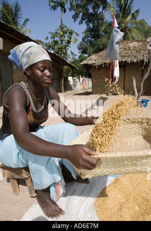 Giovane donna utilizza cestello tradizionale di vagli e pulire brown lolla di riso villaggio Berending Gambia Foto Stock