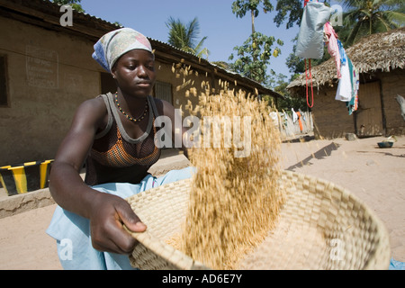 Giovane donna utilizza cestello tradizionale di vagli e pulire brown lolla di riso villaggio Berending Gambia Foto Stock