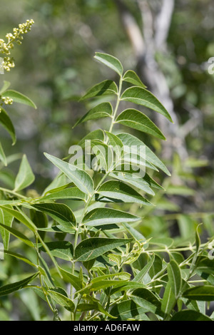 Western Soapberry Sapindus drummondii Tucson in Arizona Stati Uniti 19 Maggio lascia Sapindaceae Foto Stock