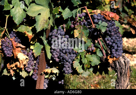 Francia - Francese cantina vino vault Foto Stock