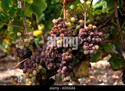 Francia - Francese cantina vino vault Foto Stock