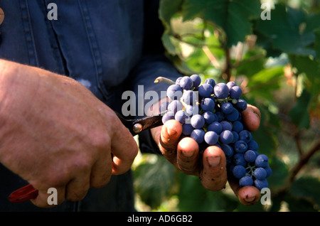 Francia - Francese vine-mano viticcio Foto Stock